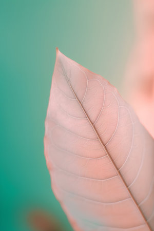 Macro shot of a leaf of a magnolia tree, shallow depth of fieldの素材