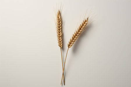 Spikelets of wheat on a white background. 3d renderingの素材