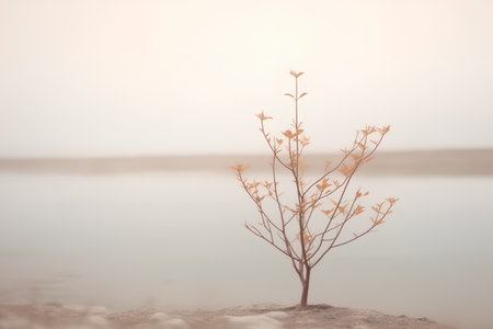 Small dry tree on the edge of a lake in the early morningの素材