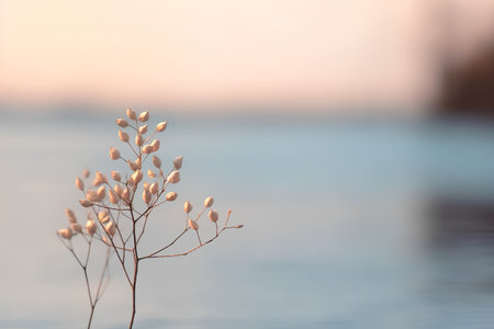 Branch of dry grass on the background of the sea at sunset.の素材