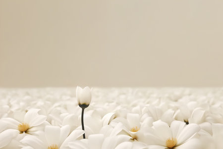 White magnolia flowers on a beige background. Copy space.の素材