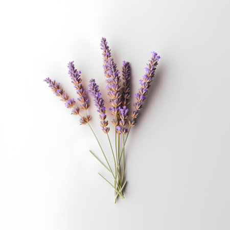 Lavender flowers on a white background. Flat lay, top view.の素材