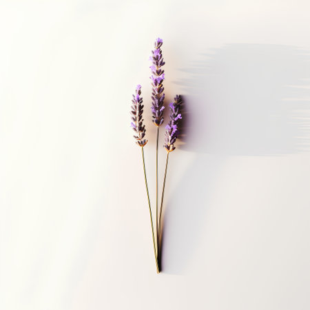 Lavender flowers on a white background. Minimal style.の素材