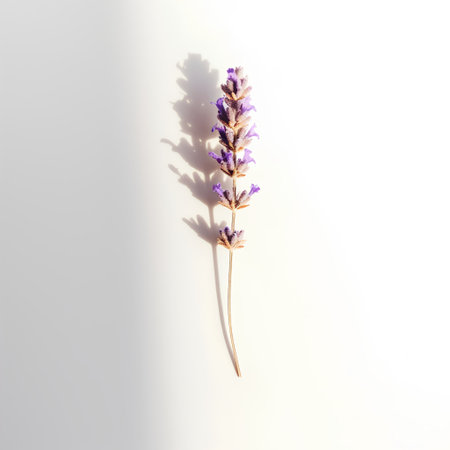 Lavender flower on white background. Flat lay, top view.の素材