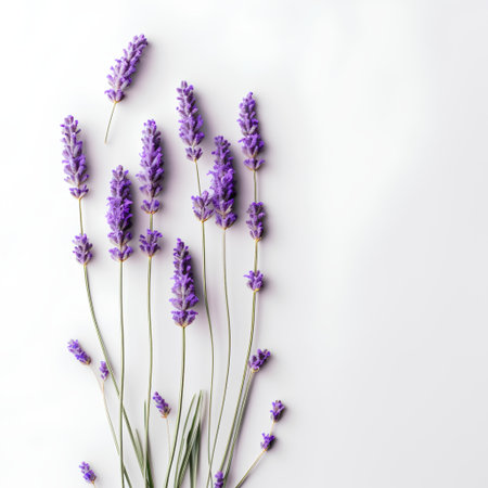 Lavender flowers on white background. Flat lay, top view.の素材