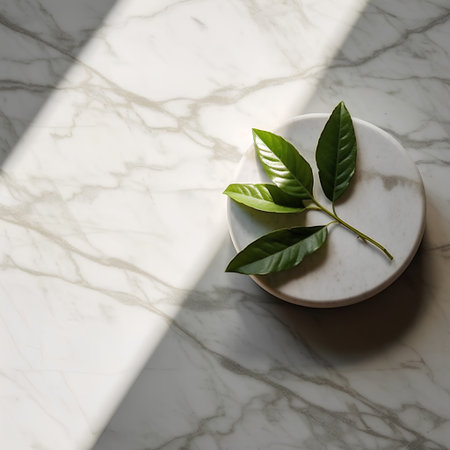 Green leaves on white marble podium with shadow. Natural organic cosmetics concept.の素材