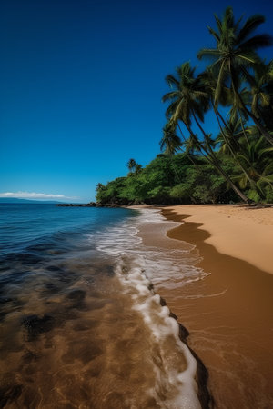 tropical beach with coconut palm tree and blue sky in Costa Ricaの素材