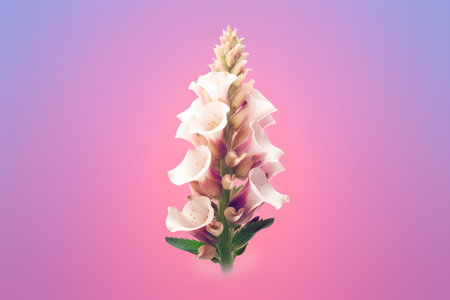 Flower of white foxglove isolated on pink background. Vector illustration.の素材