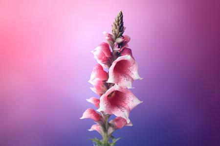 Beautiful pink foxglove flower on colorful background. Close-up.の素材