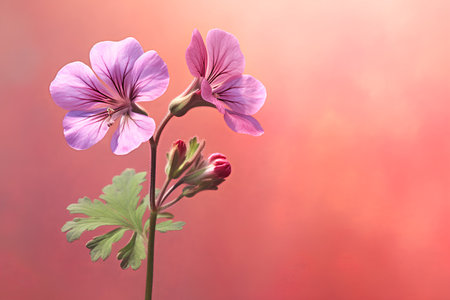 Beautiful pink geranium flowers on a colorful background. Place for text.の素材