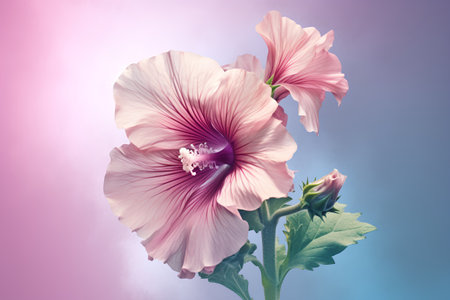 Pink hibiscus flower on blue sky background with copy spaceの素材