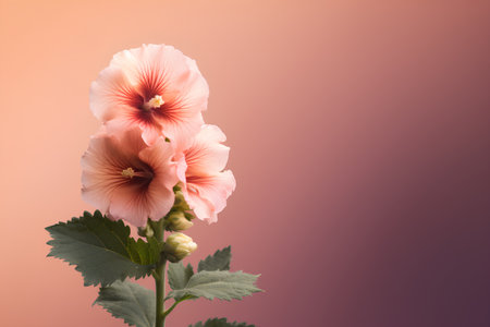 Pink hollyhock flowers on a pink background with copy spaceの素材