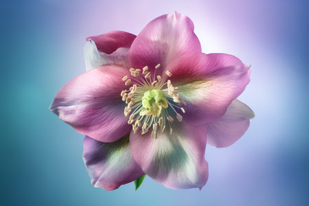 Beautiful pink hellebore flower on a blue background.の素材