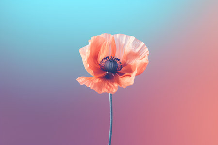 poppy flower on a blue-pink-blue background.の素材