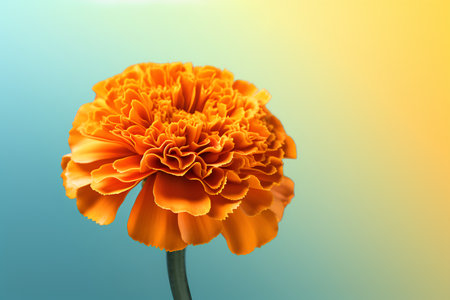Orange marigold flower on a blue-yellow background. Copy space.の素材