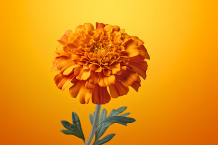 Orange marigold flower isolated on orange background. Close up.の素材