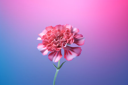 Pink carnation flower isolated on blue background. Floral design element.の素材