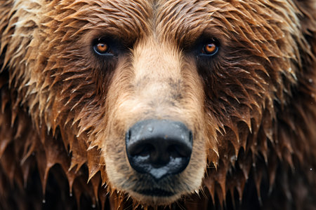 Close-up portrait of a brown bear (Ursus arctos)の素材
