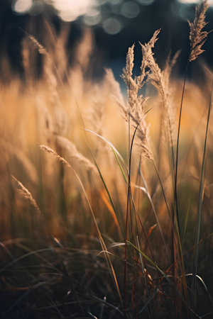 Grass in the field at sunset. Nature background. Vintage tone.の素材