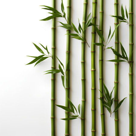 Green bamboo stems on white background. Flat lay, top view.の素材