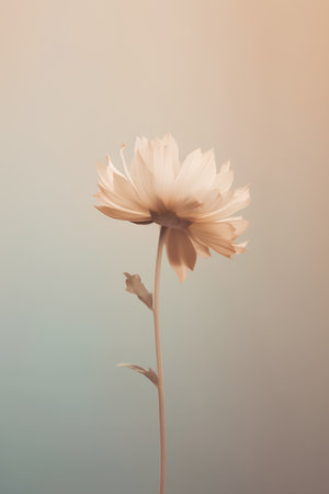 Beautiful daisy flower in vintage color style, soft focus.の素材