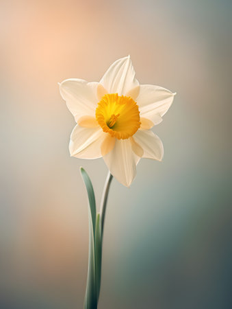 Beautiful narcissus flower on a blurred background. Spring flowers.の素材
