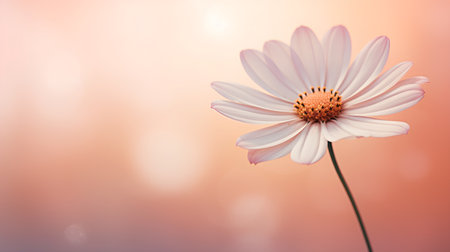 Beautiful daisy flower on blurred background with bokeh effectの素材