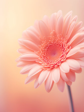 Beautiful pink gerbera flower on a light background. Close up.の素材
