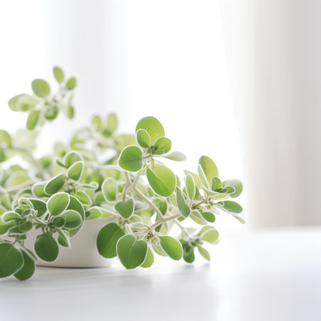 Fresh oregano leaves on white background. Copy space for text.の素材