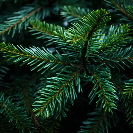 Green spruce branches with dew drops close-up. Christmas backgroundの素材