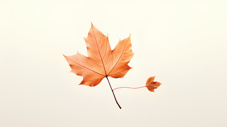Autumn maple leaf isolated on white background. 3D illustration.の素材