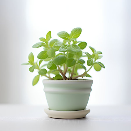 Fresh oregano plant in a pot on a white background.の素材