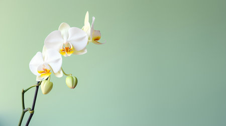 Beautiful white orchid flower on green background with copy space.の素材