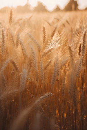 Wheat field. Ears of golden wheat close up. Rich harvest Concept.の素材