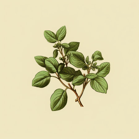 Oregano plant vector illustration. Isolated oregano twig.の素材