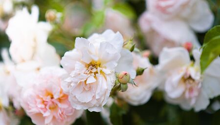 Pink or peach roses blooming in garden, pink rose bush closeupの写真素材