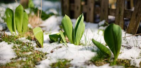 Tulip sprouts in early spring garden covered with snow, spring awakening and grow concept