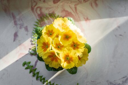 Pot with primroses primulas, vibrant yellow color, plants in home as decor concept flatlay, vibrant spring colorsの写真素材