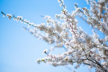 Branches of blossoming cherry on blue sky background, spring romantic scenery in countryside, sakura...