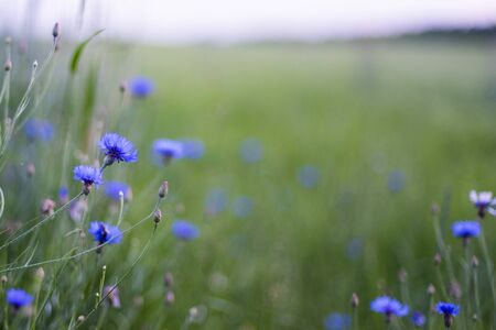 Blue cornflower flowers on meadow, summer wild flowersの写真素材