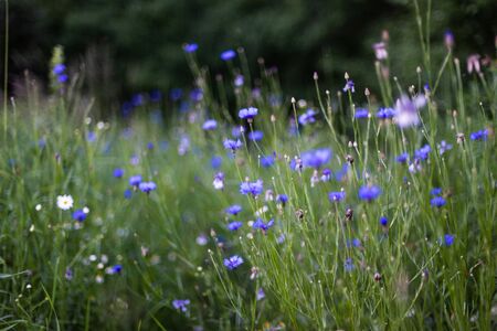 Blue cornflowers in meadow or field, rural evening viewの写真素材