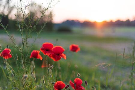 Red poppy flowers at beautiful sunset, rural summer viewの写真素材