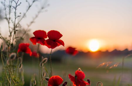 Red poppy flowers at beautiful sunset, rural summer viewの写真素材