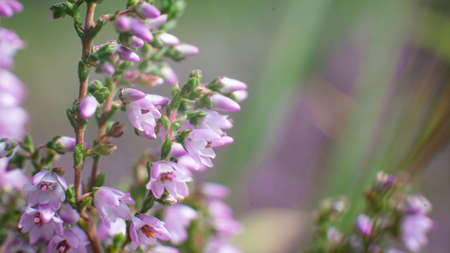 Blooming wild heather macro photographyの写真素材