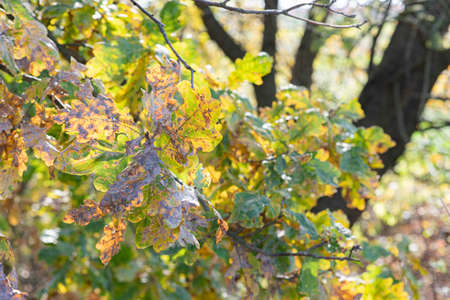Colorful, green and golden oak leaves in sunny fall day, beautiful autumn morningの写真素材