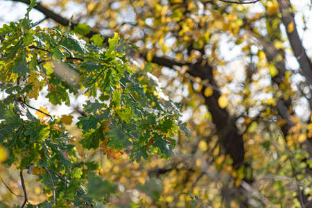 Colorful, green and golden oak leaves in sunny fall day, beautiful autumn morningの写真素材