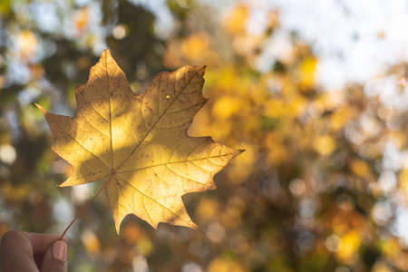 Fall maple leaf in front of autumnal garden, vibrant warm colors of autumnの写真素材