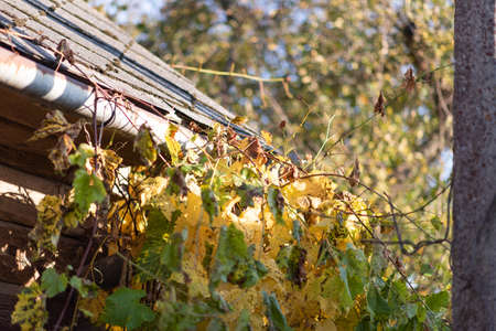 Old roof with vine, fall cottage photographyの写真素材