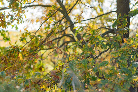 Colorful, green and golden oak leaves in sunny fall day, beautiful autumn morningの写真素材