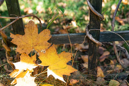 Yellow maple leaves laying on the ground, autumn photographyの写真素材
